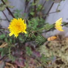 Sonchus oleraceus
