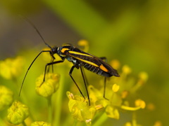 Hadrodemus