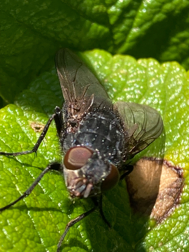 Calliphora vomitoria, 2026-10-15