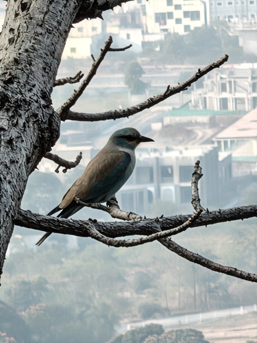 iNaturalist image