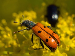 Trichodes octopunctatus