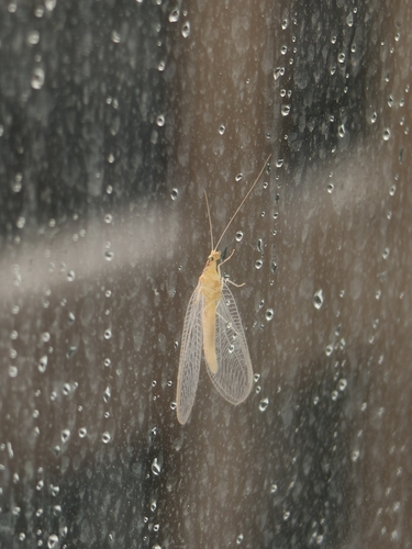 Chrysoperla carnea