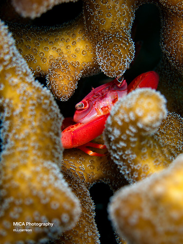 Trapezia cymodoce observed 2026-10-15
