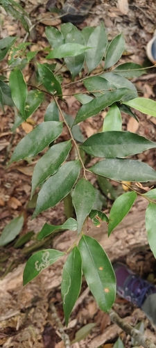 Castanopsis carlesii observed 2026-10-17