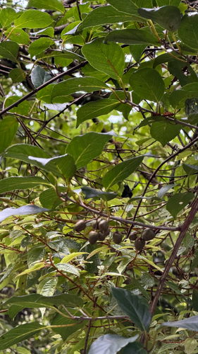 Actinidia callosa observed 2026-10-17