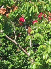 Sciurus vulgaris
