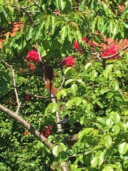 Sciurus vulgaris