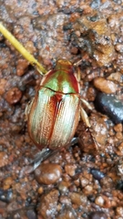 Callistethus marginatus