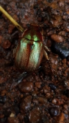 Callistethus marginatus