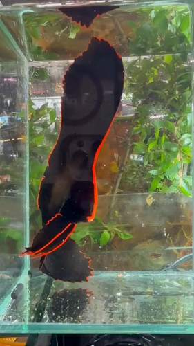 Platax pinnatus observed 2026-10-15