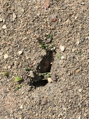 Lasius niger