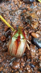 Callistethus marginatus