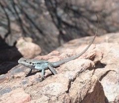 Ctenophorus modestus