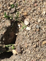 Lasius niger