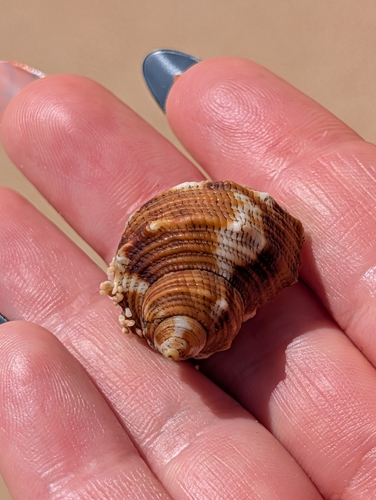Turbo chrysostomus observed 2026-10-17