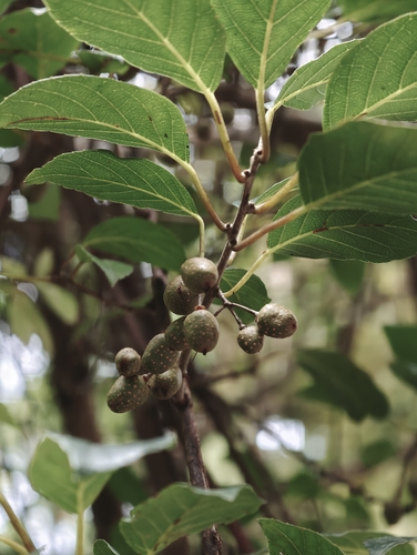 Actinidia callosa observed 2026-10-17