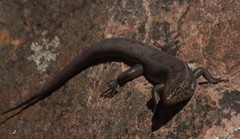Liopholis personata