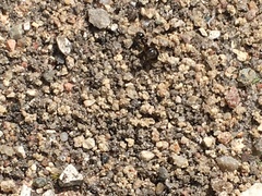 Lasius niger