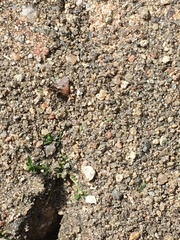 Lasius niger