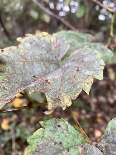 Erysiphe necator observed 2026-10-16