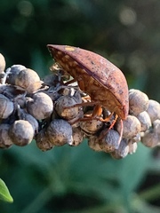 Solenosthedium bilunatum