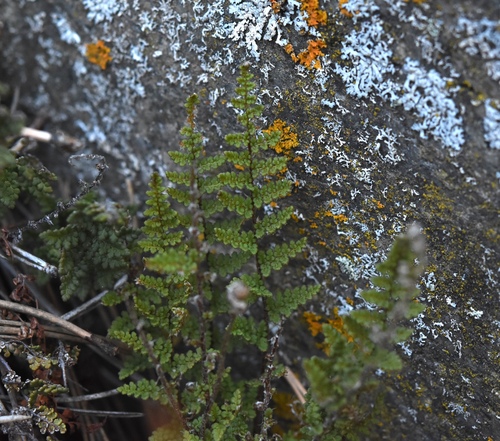 Myriopteris fendleri, 2026-10-16