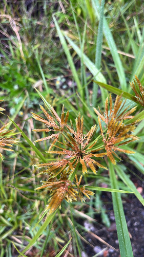Cyperus polystachyos observed 2026-10-15