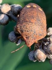 Solenosthedium bilunatum