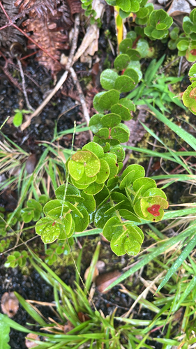 Vaccinium reticulatum observed 2026-10-15
