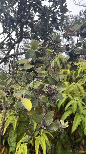 Metrosideros polymorpha observed 2026-10-15