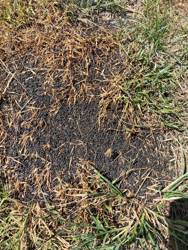 Scotophilus kuhlii observed 2026-10-17