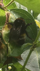 Bombus