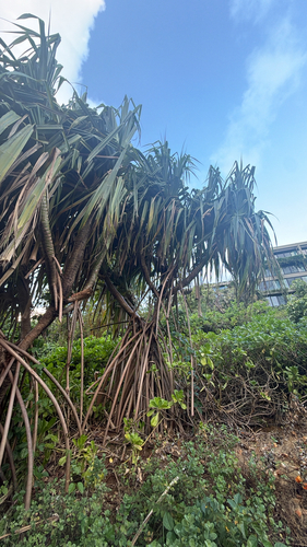 Pandanus tectorius observed 2026-10-16