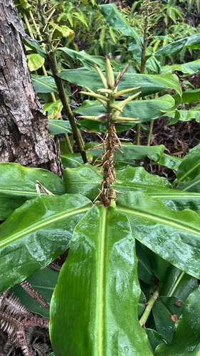 Hedychium gardnerianum, 2026-10-15