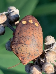Solenosthedium bilunatum