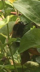 Bombus