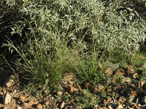 Aristida adscensionis observed 2026-10-16