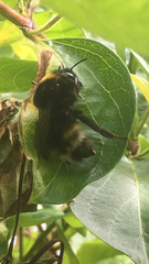 Bombus