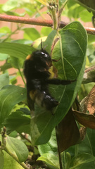 Bombus