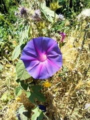 Ipomoea indica