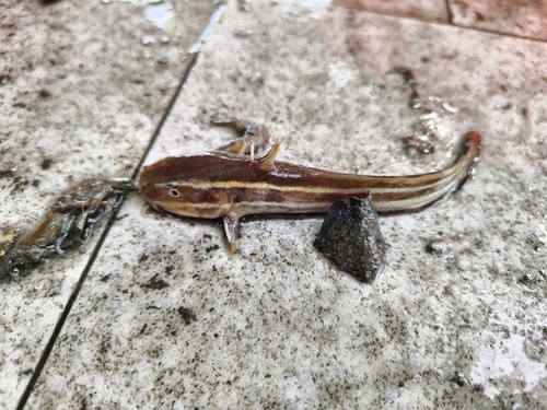 Striped Eel Catfish