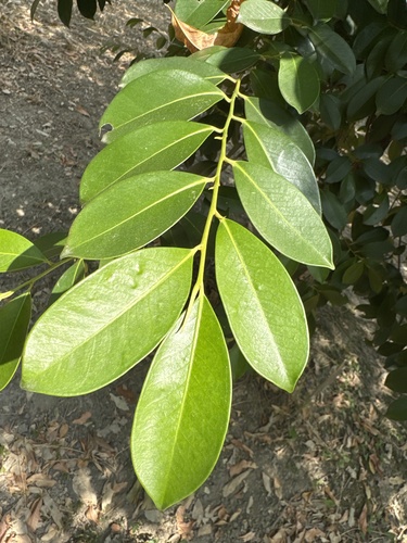 Cleyera japonica observed 2026-10-17