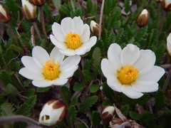 Dryas oxyodonta
