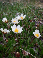 Dryas oxyodonta