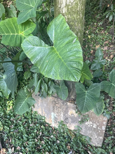 Xanthosoma sagittifolium observed 2026-10-17