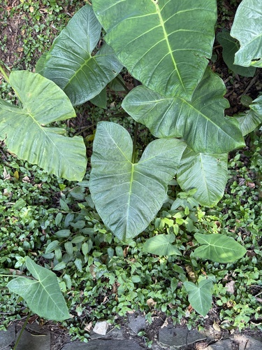 Xanthosoma sagittifolium observed 2026-10-17