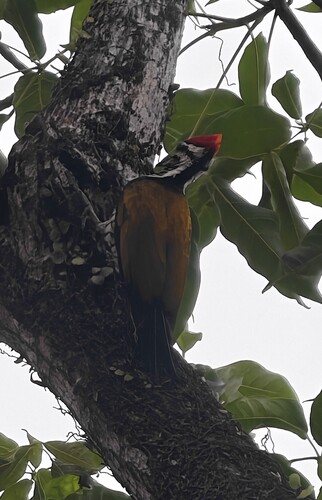 Common Flameback