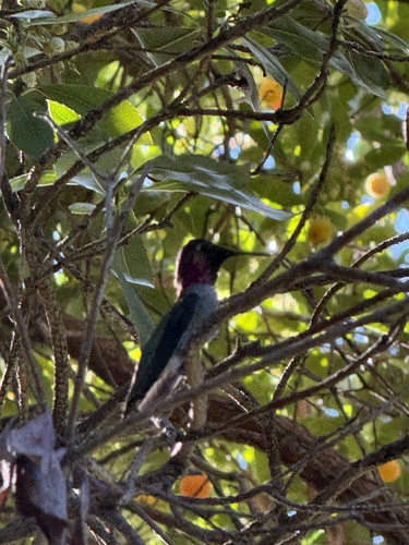 Anna's Hummingbird seen in Sonoma Valley