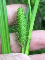 Carex frankii