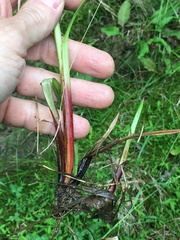 Carex frankii